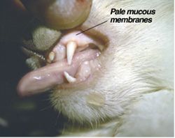 Can Fleas Kill An Elderly Cat Can Fleas Kill An Elderly Cat